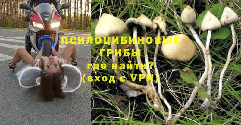 Галлюциногенные грибы мухоморы  Бавлы 